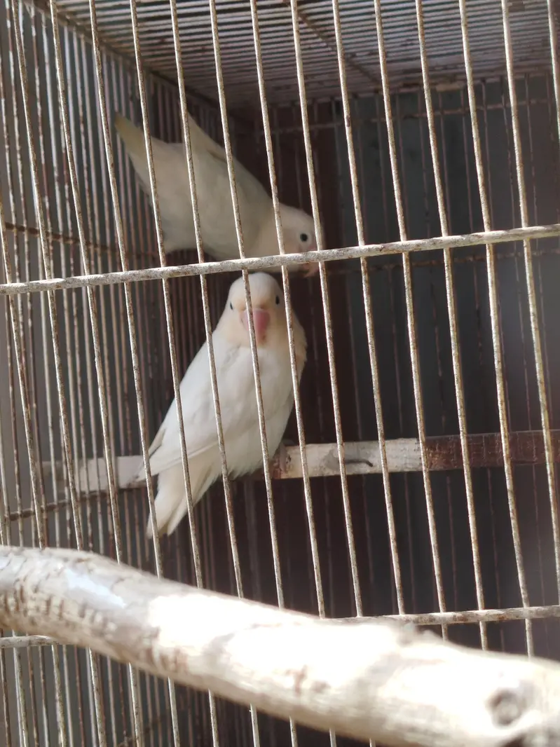 budgie lovebird fawn jawa — photo 3