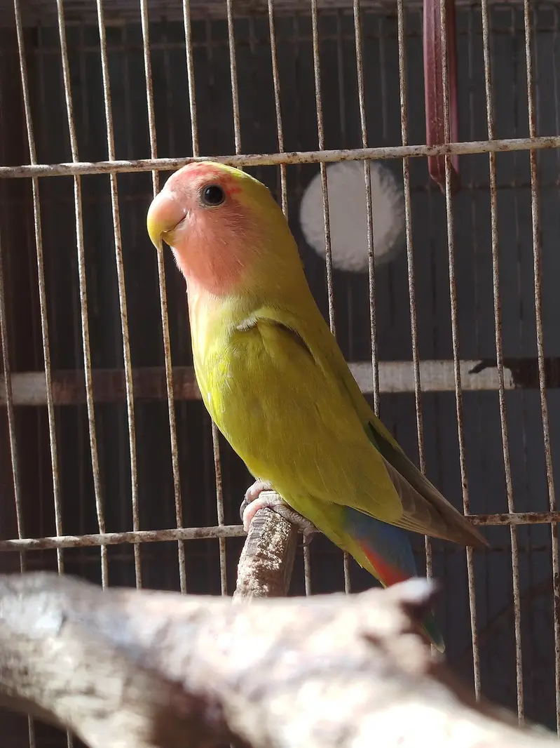 budgie lovebird fawn jawa — photo 4