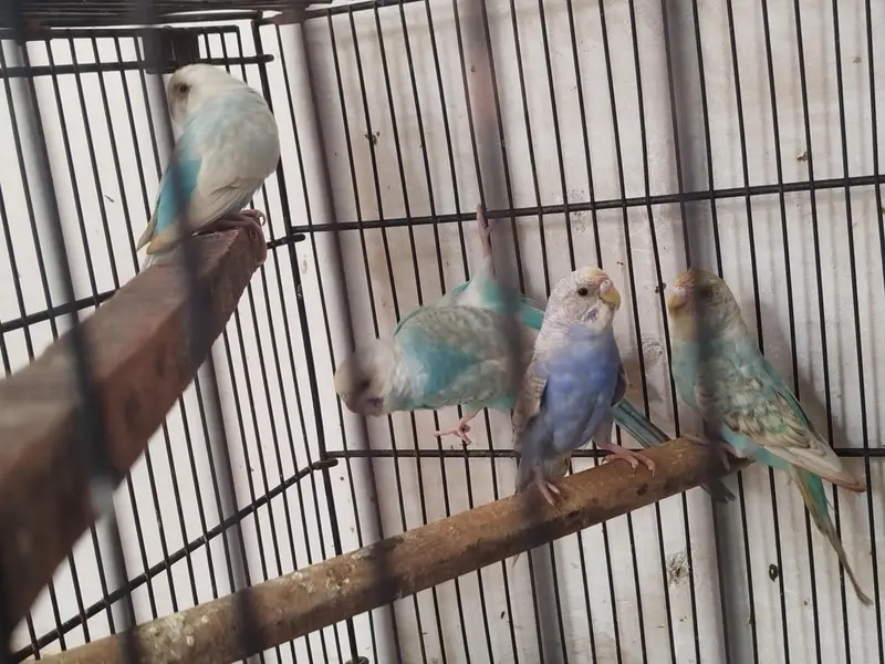 budgie lovebird fawn jawa — photo 5