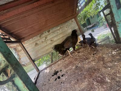 Hen with chicks