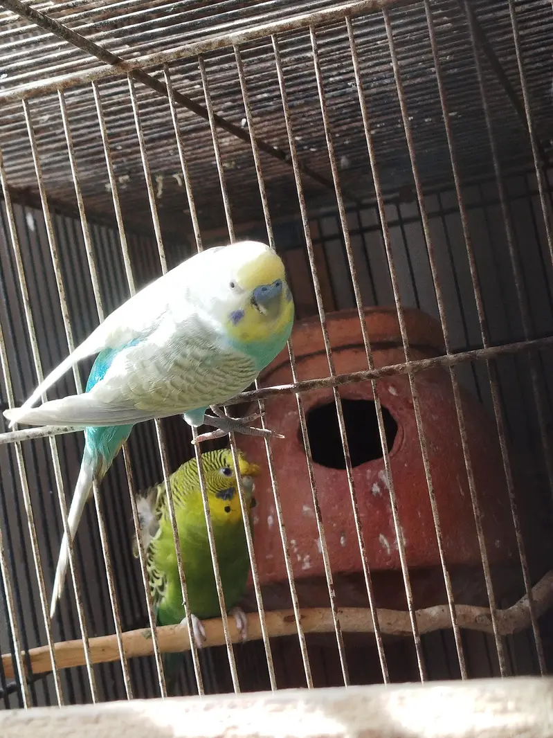 budgie lovebird fawn jawa — photo 7