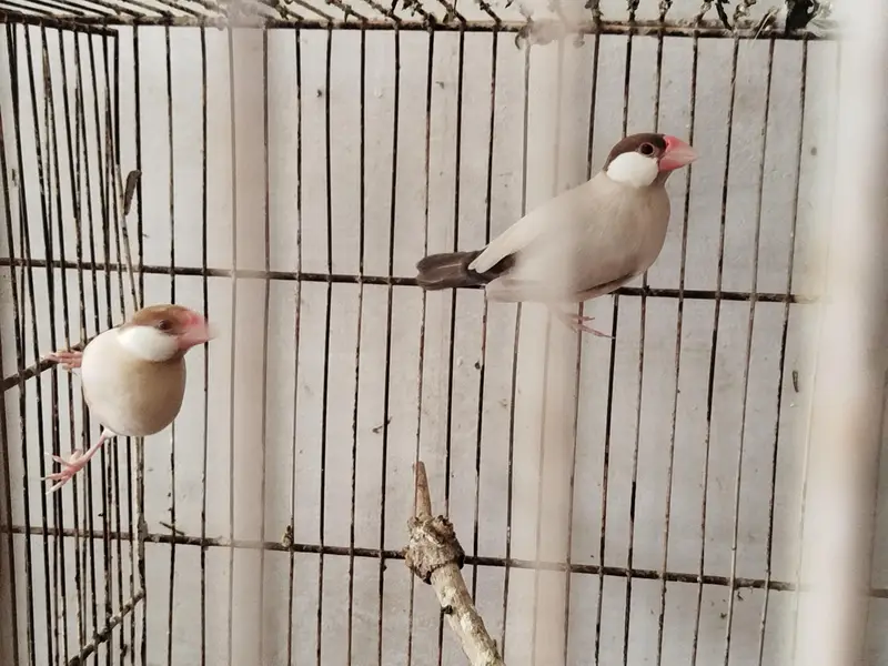 budgie lovebird fawn jawa — photo 8