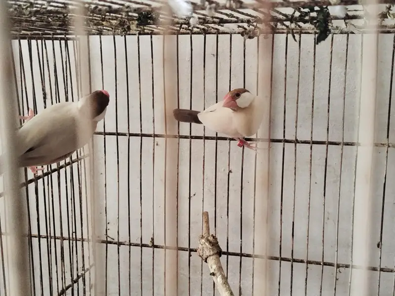 budgie lovebird fawn jawa — photo 9