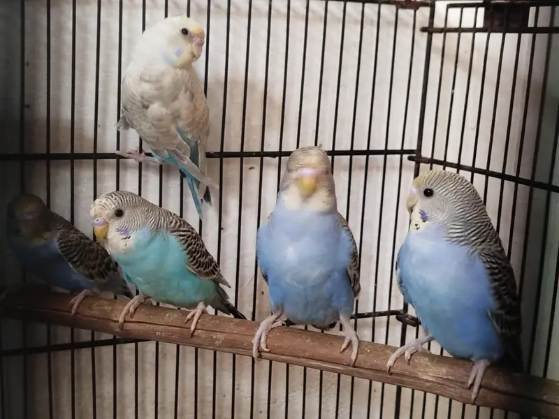 budgie lovebird fawn jawa — photo 10