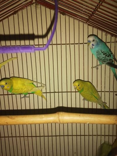 Austrian parrots