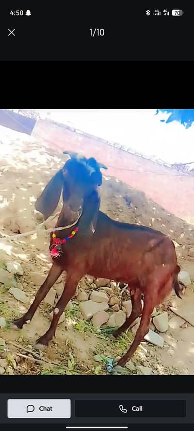 Desi bakri  2 bachy dyti ha