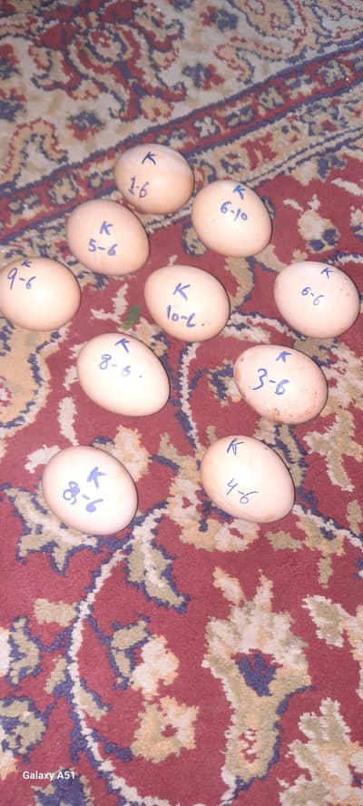 aseel hera and moshka eggs+ cheaks avelbal