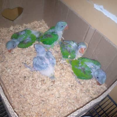 Raw chicks