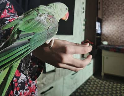 Raw Parrot