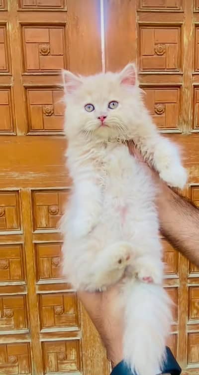 pure Persian cats vaccinated triple coated/WhatsApp 03254583038