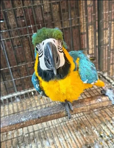 blue macaw parrot chicks for sale (03460877732)