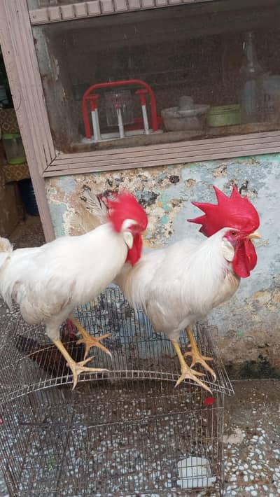2 Pair for sale male