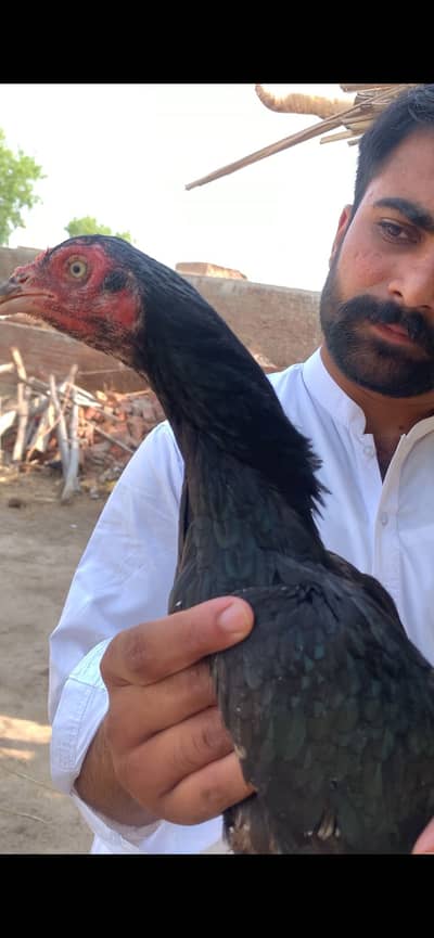 Mushki murghi or 3 pathia high qulialty in low price