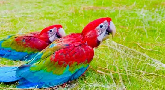 Molacan cockatoo self green wing macaw   mullacan