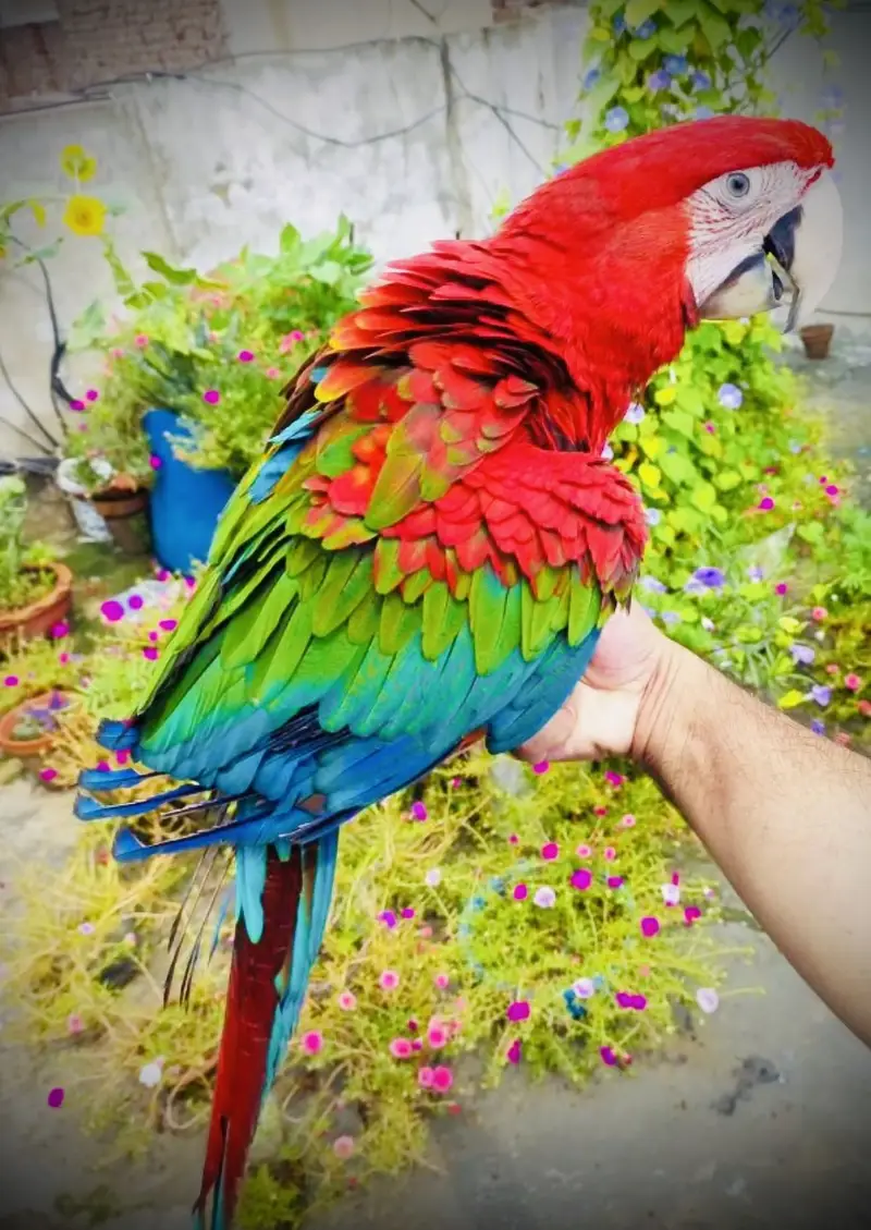 Molacan cockatoo self green wing macaw   mullacan — photo 5