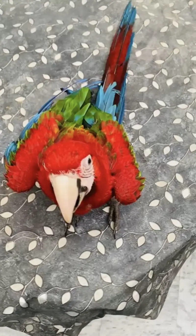 Molacan cockatoo self green wing macaw   mullacan — photo 10