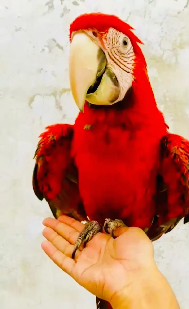Molacan cockatoo self green wing macaw   mullacan — photo 11