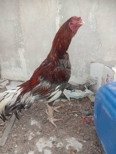 mashallah top quality lakha  lasani mia wali murga for sale