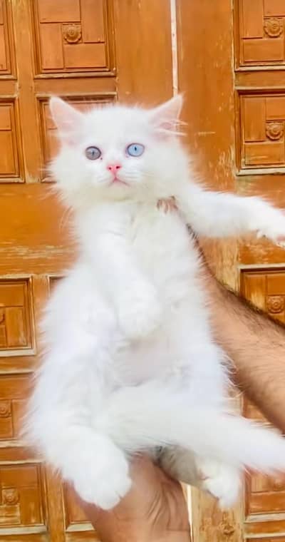 pure Persian cats vaccinated triple coated/WhatsApp 03254583038