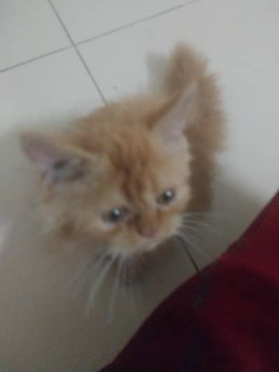 male vaccinated kitten for sale