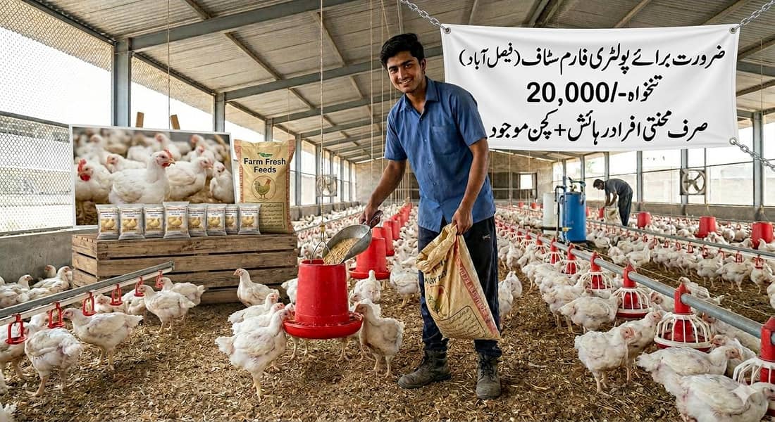 ضرورت برائے پولٹری فارم سٹاف (فیصل آباد) 0