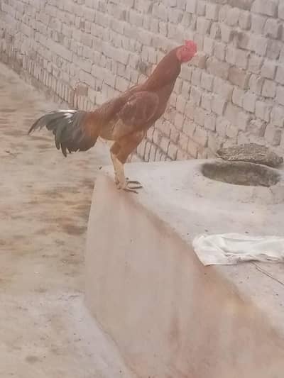Murga For sale