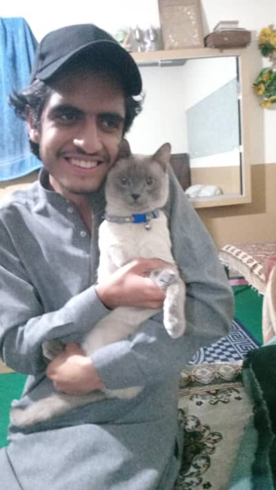 selling siamese pet