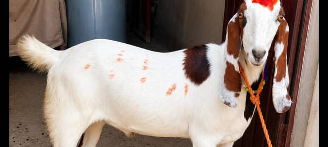 Bakra