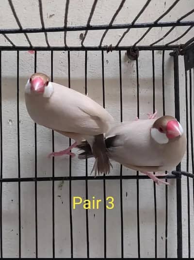 Best breeding pairs for sale of fawn Java and near Harbuns Pura Lahore