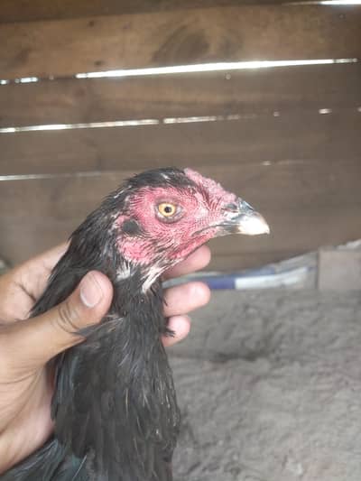 pure black thai