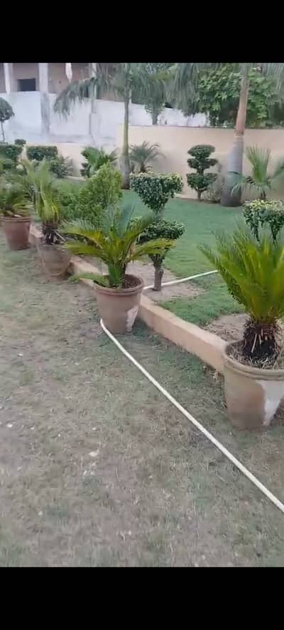 70 Kangi Palm for sale.
