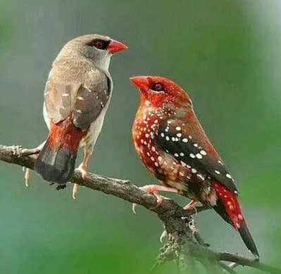 finch