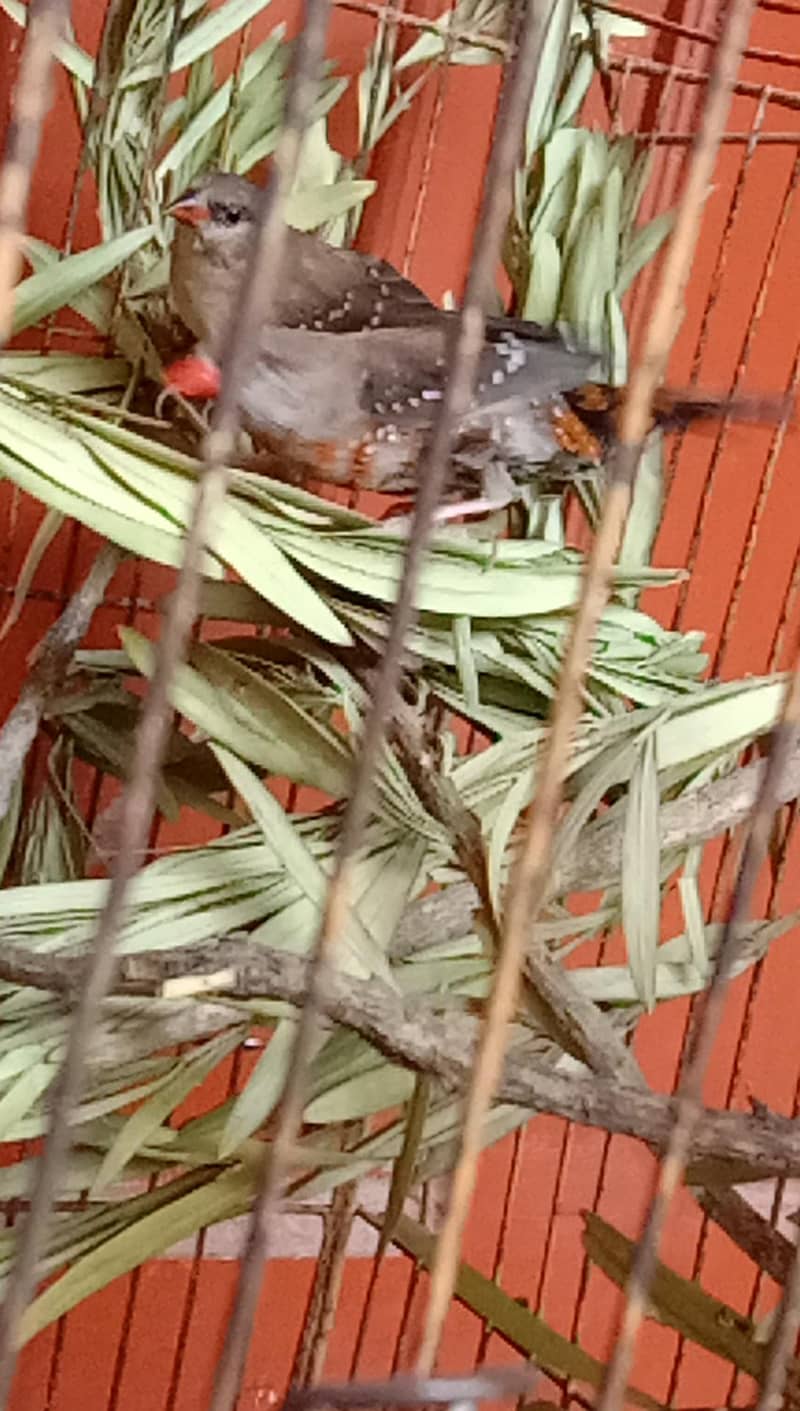 finch 1