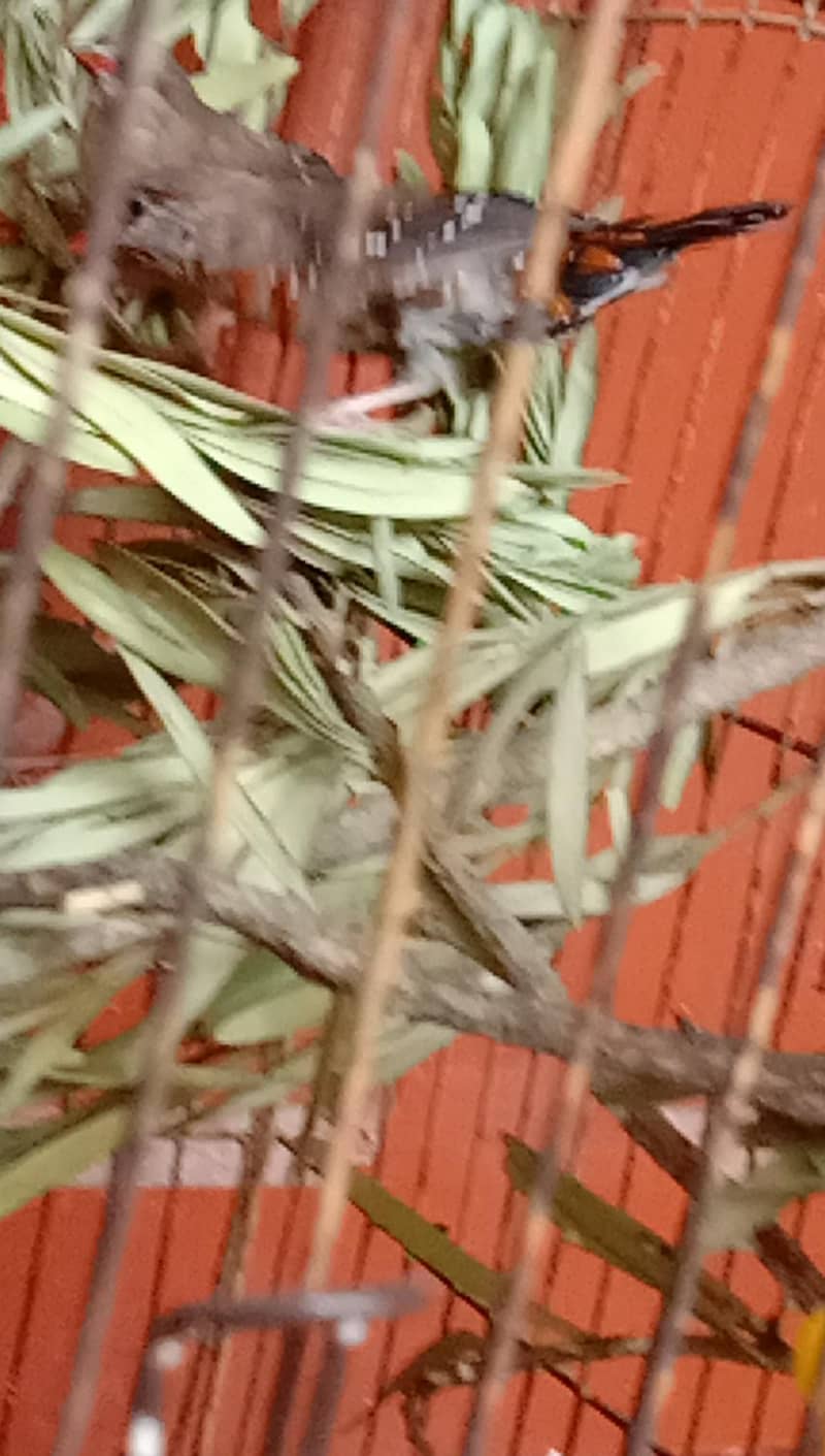 finch 2