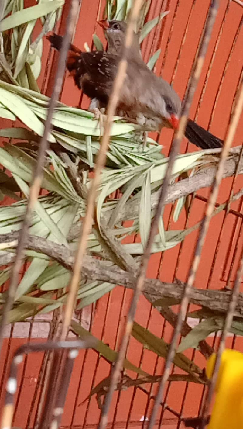 finch 3