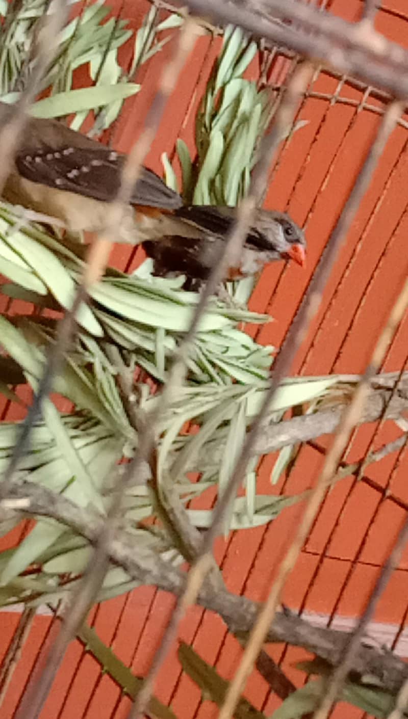 finch 6