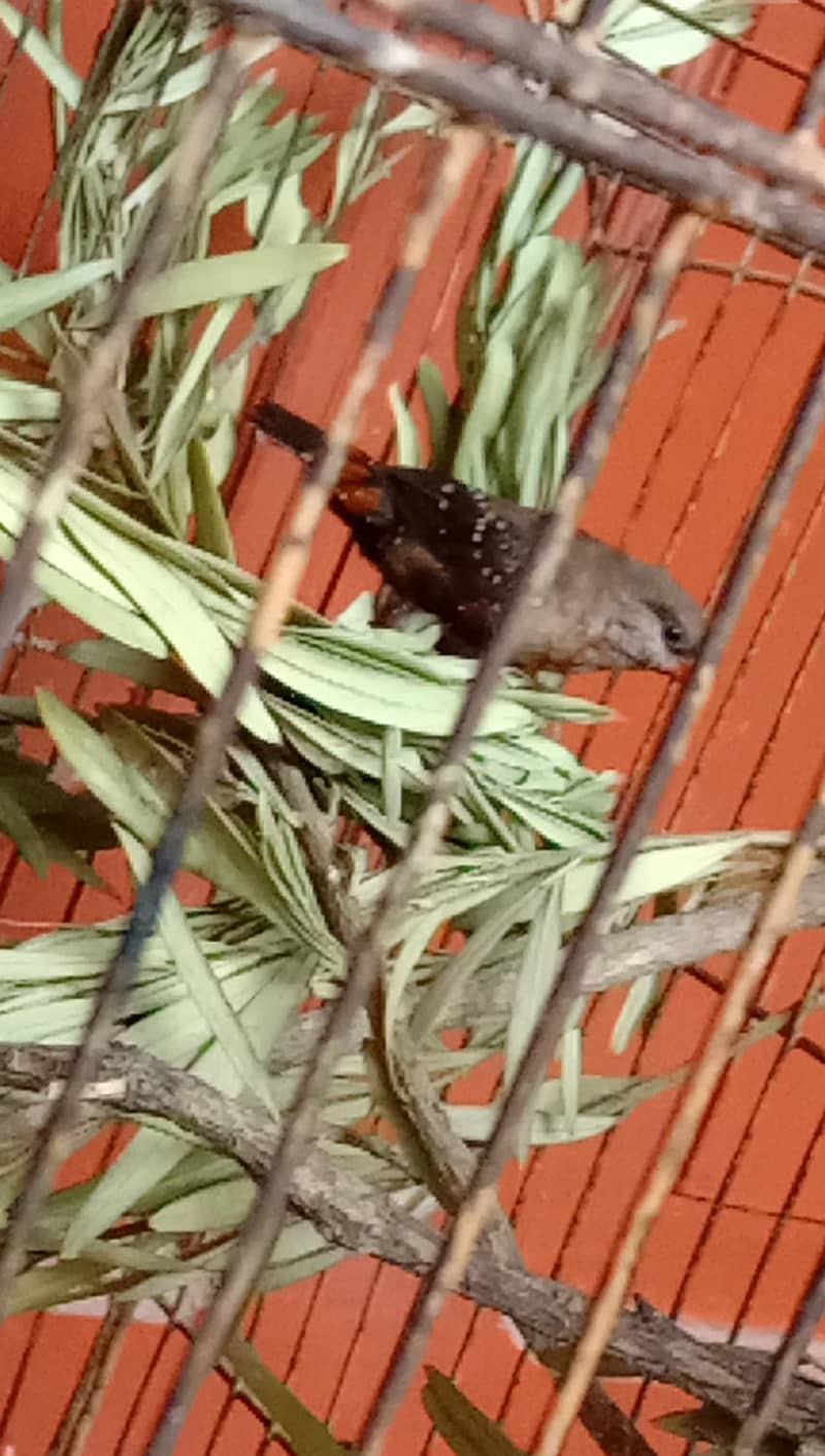 finch 7