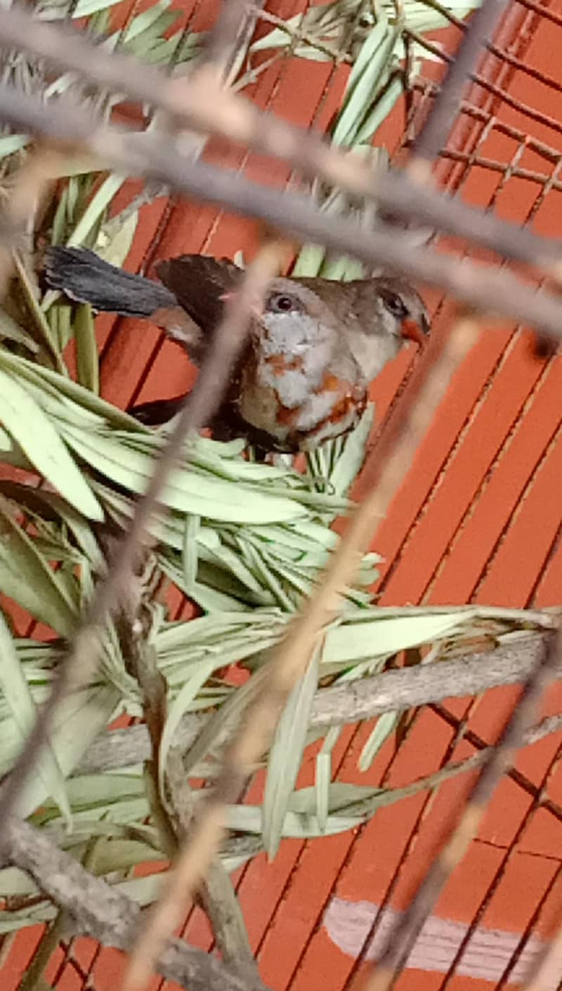 finch 8
