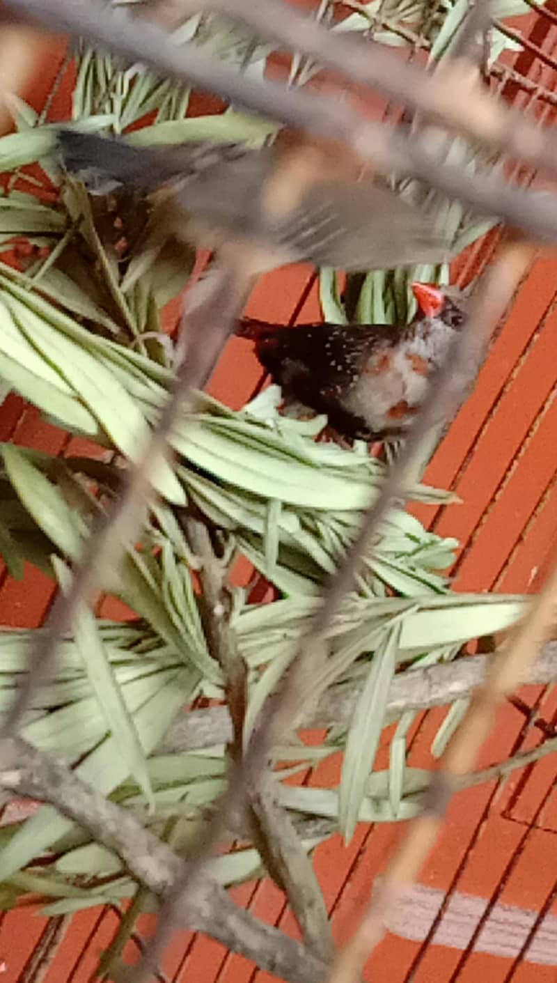 finch 9