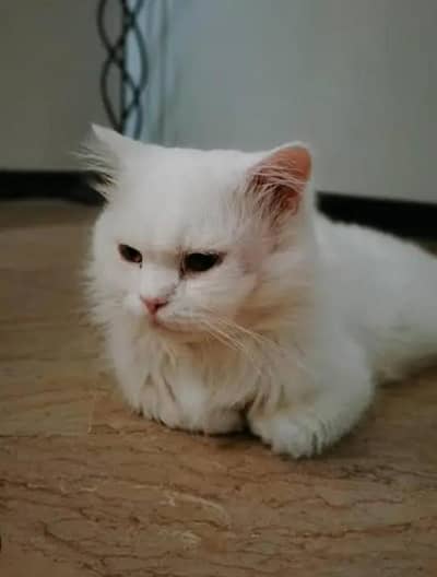 Persian Cat ,Doll Face