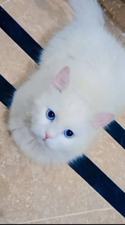 triple counted male cat