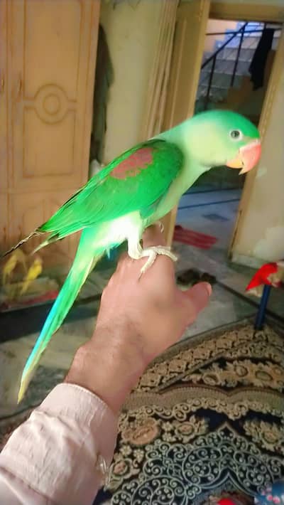 Raw parrot