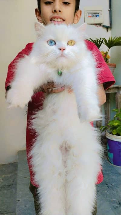 person cat female