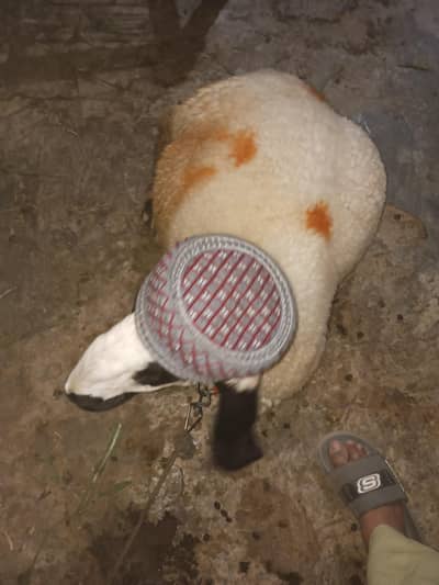 kajli sheep guban