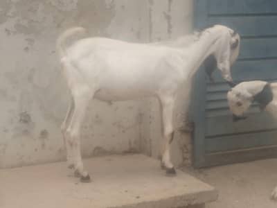 1 makhi cheeni goat 2 baby 2 dant 1 baby male makhi cheena 2 month