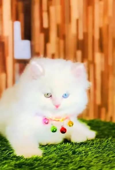 Persian female kitten for sale