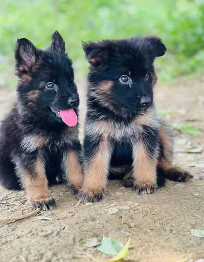 German Shepherd Puppies For Sale 