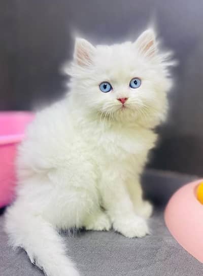 Persian Cat ,Doll Face
