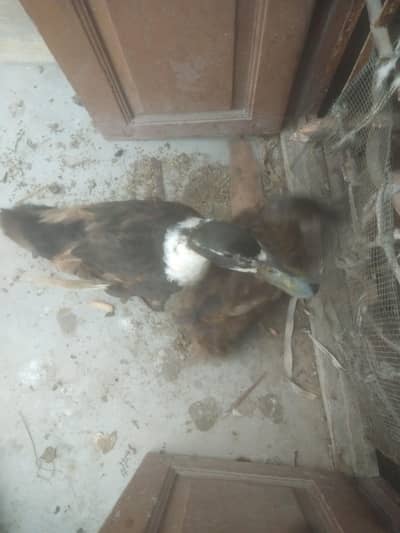 duck pair in reasonable price