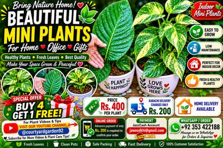  Khoobsurat Indoor Money Plants Karachi Mein Available 